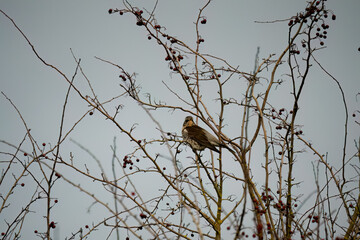 a fieldfare (Turdus pilaris) perched high in winter bushes