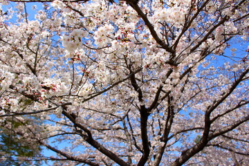 満開に咲いた美しい桜
