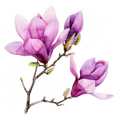 Watercolor illustration of blooming purple magnolia flowers on a branch, isolated on white background with space for text  ideal for spring-themed designs and botanical collections