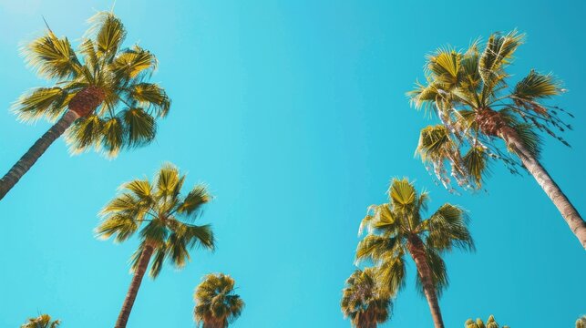 A minimalist composition of tall palm trees against a bright blue sky, creating a striking