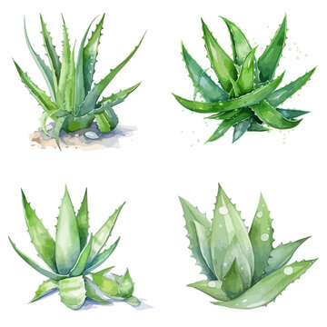 Watercolor hand drawn aloe vera leaves set colllection, green aloe vera leaves painting isolated on white background, aloe vera set
