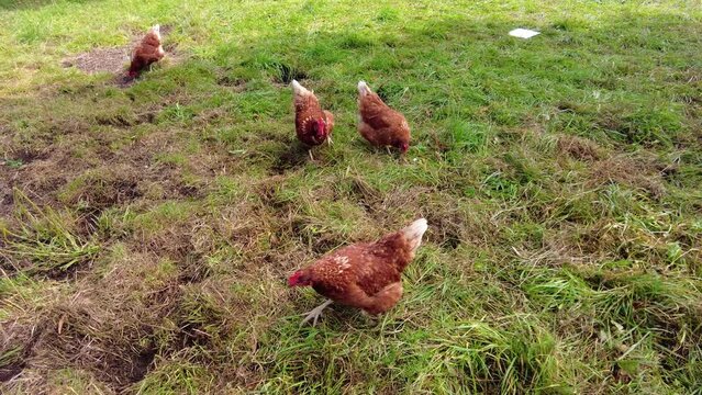 Poules picorants
