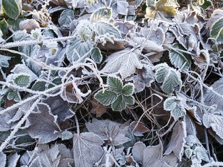 Heap of leaves covered with frost.