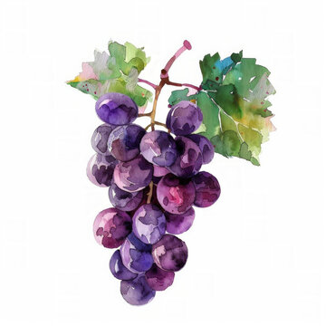 Watercolor illustration of a bunch of purple grapes with green leaves, ideal for culinary themes or wine-related designs, with space for text