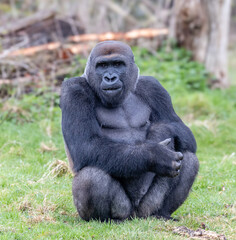 Gorilla