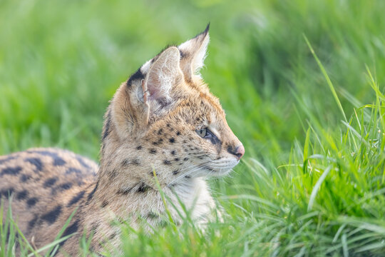 Seval in grass