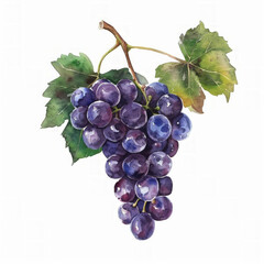 Fototapeta premium Watercolor illustration of a bunch of ripe purple grapes with green leaves, ideal for backgrounds or culinary themed designs, with space for text