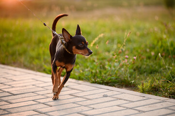 Cute smooth-haired Russian Toy Terrier dog walks on a leash along the sidewalk on a sunny summer day during a walk at sunset. Pet walking concept, home pet.