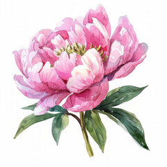 Watercolor illustration of a vibrant pink peony with lush green leaves, ideal for spring-themed designs or Mother's Day, with ample space for text on a white background