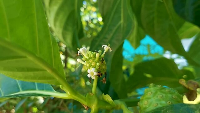 Noni fruit Morinda citrifolia with flowers with insect insects Mexico.