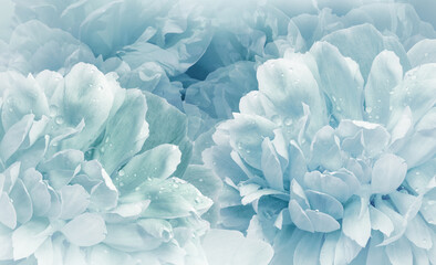 Flowers  blue  peonies.  Floral vspring  background. Petals peonies. Close-up. Nature.