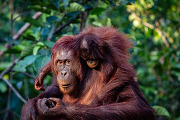 Orang Uran mother and son © Stephan