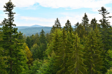 Bayerischer Wald