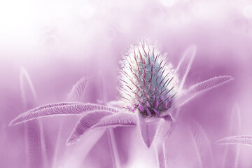 Beautiful clover flower on  purple  background. Shallow depth of field. Close up. Nature	
