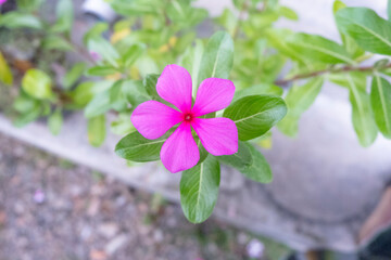 Periwinkle flower with the scientific name Catharanthus roseus don, from the Apocynaceae family