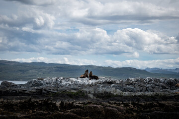 Par de lobos marinos sentados sobre una roca, mirando hacia arriba. Excursión por el Canal de Beagle,  en Ushuaia, Argentina © Javier