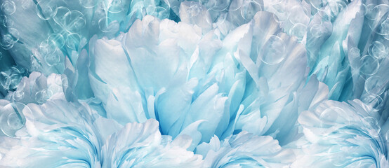 Obraz premium Floral blue background. Peony flower and petals flowers. Close-up. Nature.