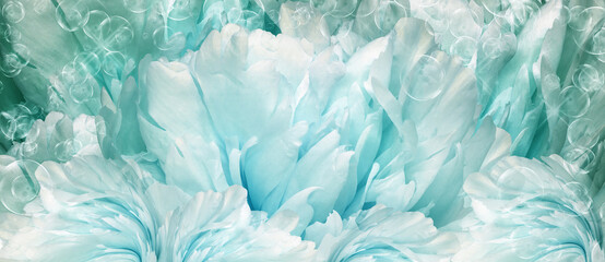 Floral   turquoise  background.  Peony  flower and petals flowers. Close-up.   Nature.