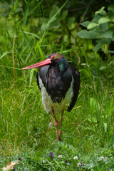 Schwarzstorch, Ciconia nigra