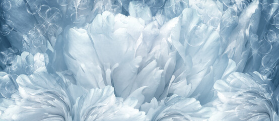 Floral   blue  background.  Peony   flower and petals flowers. Close-up.   Nature.