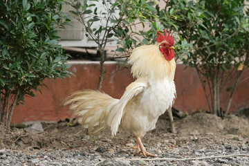 male chicken or big cock relaxing