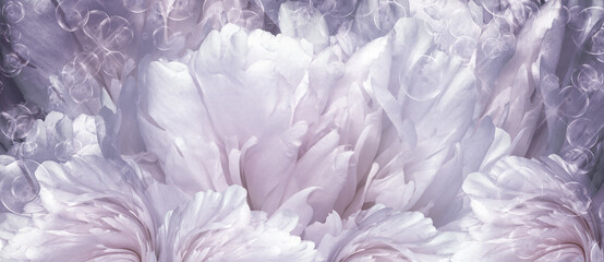 Floral background.  Peoni flower and petals flowers. Close-up.   Nature.