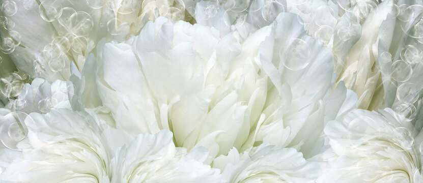 Floral background.  Peoni flower and petals flowers. Close-up.   Nature.