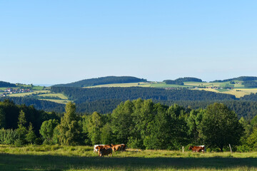 Bayerischer Wald, Kühe auf der Weide - obrazy, fototapety, plakaty