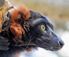 Close up of a Red ruffed lemur (Varecia rubra)