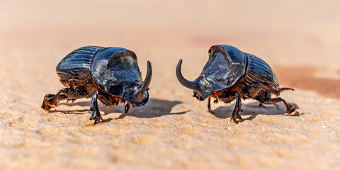 Close-up of two adult male European rhinoceros beetle (Oryctes nasicornis) - central Menorca 