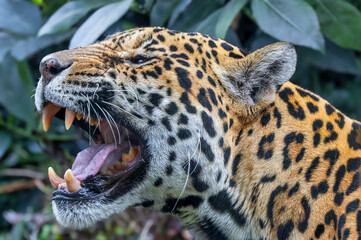 Close-up view of a roaring Jaguar (Panthera onca)