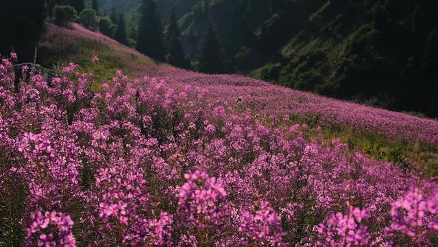 Beautiful flowers Ivan Chai or Kiprey fireweed in mountains at sunset