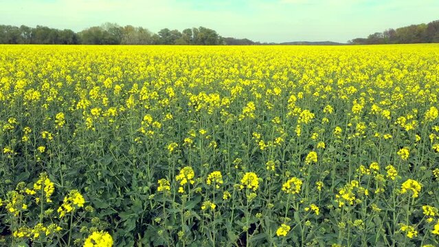 Querfahrt an einem Rapsfeld in voller Bl&uuml;te mit Waldrand am Horizont