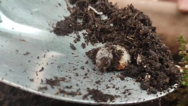 while digging up the soil found mole cricket larvae