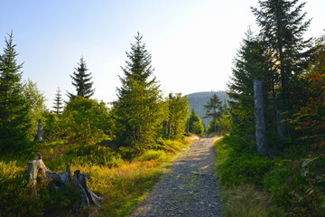 Nationalpark Bayerischerwald, Sommerwanderweg Richtung Himmelleiter, Lusengipfel