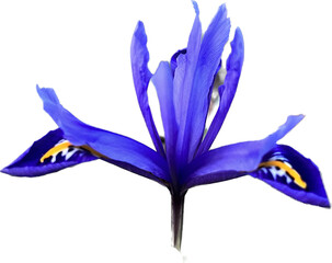 blue iris flower - obrazy, fototapety, plakaty