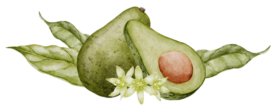 Avocado Watercolor illustration. Botanical drawing of Fruit with flower. Vegetable with leaves painting. Hand drawn clip art composition on isolated background. Vegan food for recipes and cookbooks.