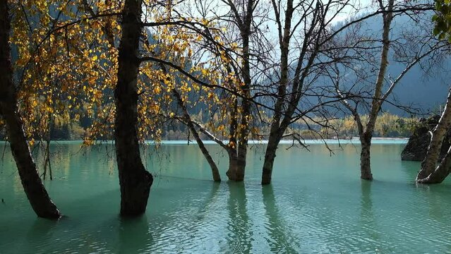 White birch trees in a blue lake in autumn. Beautiful mountain lake Issyk in Almaty Kazakhstan