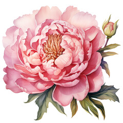 Pink peony flower isolated on white background. Botanical watercolor illustration.