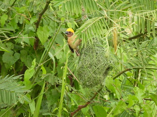 Fototapeta premium The Baya Weaver bird is a weaverbird found across the Indian subcontinent and southeast Asia. This photo is recorded at Sekinchan, Selangor, Malaysia.