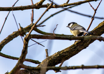 Great Tit (Parus major) - Widespread across Europe & Asia