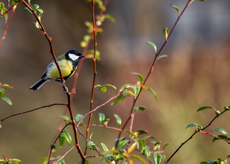Obraz premium Great Tit (Parus major) - Widespread across Europe & Asia