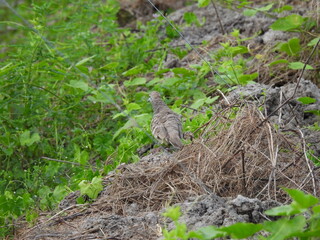Spotted Dove or eastern spotted dove is a small and somewhat long-tailed pigeon. Spotted Dove can be seen in Indian subcontinent, East and Southeast Asia.