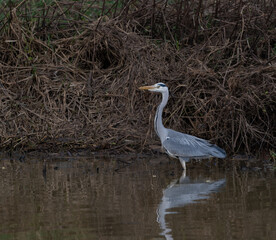 Great blue heron in river