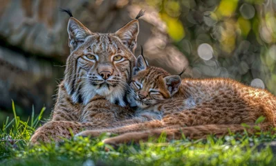 Fotobehang Canada lynx with her kit © outdoorsman