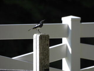 An Oriental Magpie-robin widely seen at Asia especially Malaysia is standing on the fence.

Location: Fraser's Hill, Pahang, Malaysia.