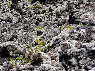 Nephrolepis abrupta fern and Stereocaulon vulcani , first vegetals growing after recent lava flows of piton de la fournaise, Reunion