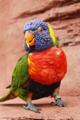 Rainbow lorikeet