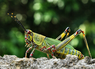 African grasshopper in Ghana