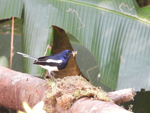 An Oriental Magpie-robin widely seen at Asia especially Malaysia.  It is a remarkable moment to saw magpie holding an insect.

Location: Fraser's Hill, Pahang, Malaysia.